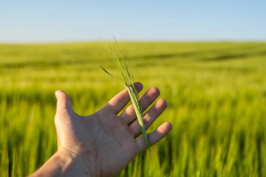 Çiftçi elleriyle yeşil arpa kulakları tutuyor. Tarım konsepti. Sıcak güneşin altında olgunlaşmış bir arpa tarlası..