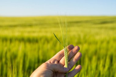 Tarladaki çiftçi elinde yeşil arpa buğdayı tutuyor. Bitki analizi. Akıllı tarım kavramı.
