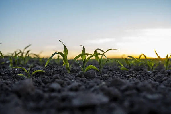 Закрыть ряды молодых зеленых кукурузных листьев на сельскохозяйственном поле на закате. Сельское хозяйство. — стоковое фото