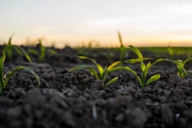 Tarım konsepti. Bereketli arazide büyüyen genç yeşil mısır. Genç mısır bitkileri.