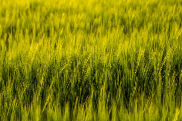 Giovane orzo verde che cresce in terreno fertile sul campo agricolo in primavera. Cereali acerbi. Il concetto di agricoltura, cibo biologico. — Foto Stock