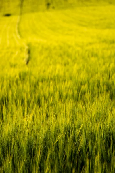 Jonge groene gerst die in het voorjaar op landbouwgebied groeit. Onrijpe granen. Gerst kiemen groeien in de bodem. — Stockfoto