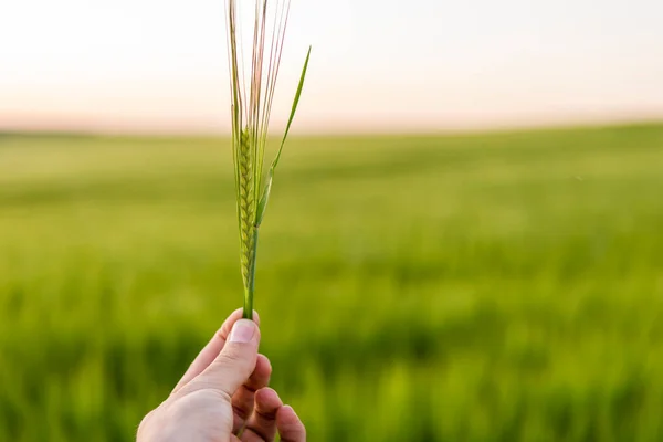 農家の手の夕日に大麦の緑の耳を保持する。農業。農業、健康的な食事、有機食品の概念. — ストック写真