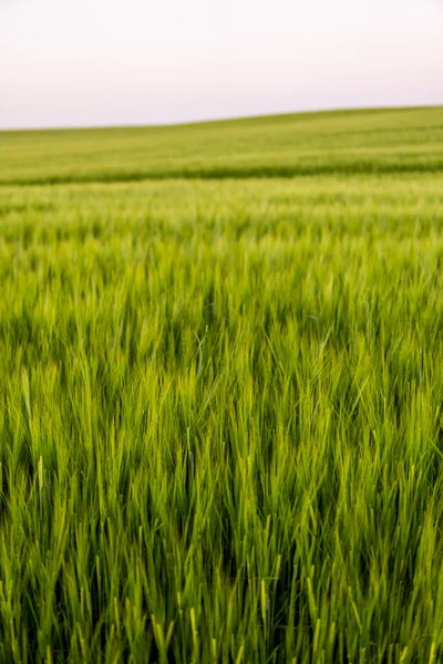 Pole jęczmienia. Zielone uszy jęczmienia z bliska. Bogata koncepcja zbiorów. Majestatyczny wiejski krajobraz. Wspaniałe naturalne tło. — Zdjęcie stockowe