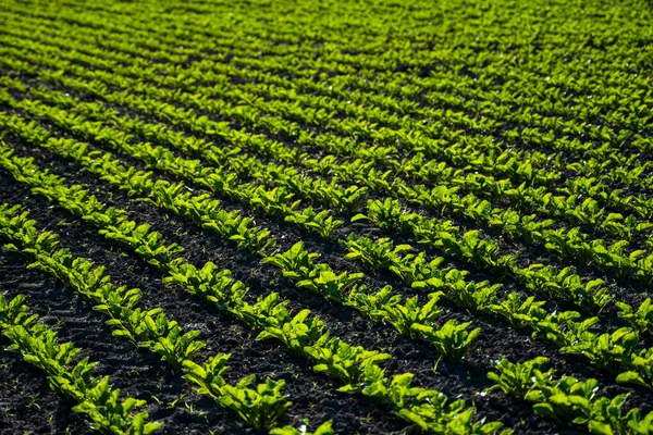 Largas hileras de brotes jóvenes de remolacha azucarera en suelo fértil en un campo agrícola. Proceso agrícola. —  Fotos de Stock