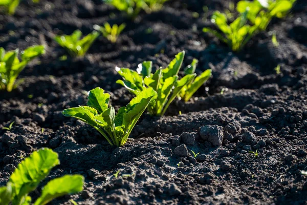 Junge Zuckerrübenpflanzen in einer Reihe auf einem landwirtschaftlichen Feld. Landwirtschaftskonzept. Ackerland. — Stockfoto