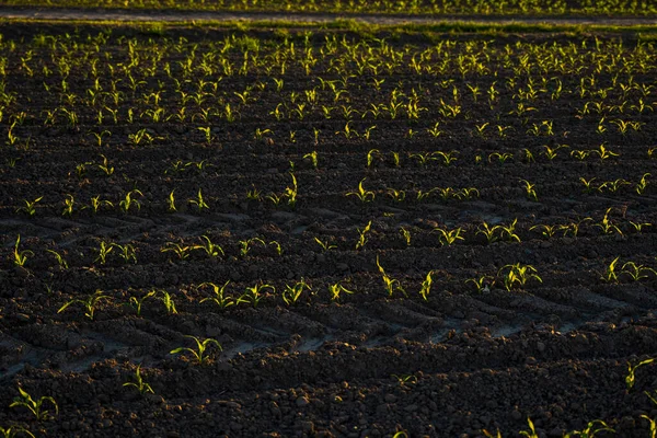 Кукурудзяне поле з молодими рослинами на родючій землі на сільськогосподарському полі під час заходу сонця. Сільське господарство. Вирощування сільськогосподарських рослин . — стокове фото