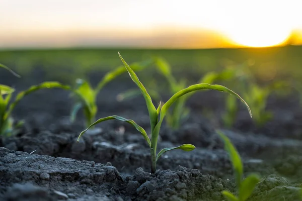 Fiatal zöld kukorica leselkedik a naplemente felé. A mezőgazdasági fejlődés fogalma. Mezőgazdasági ágazat. — Stock Fotó