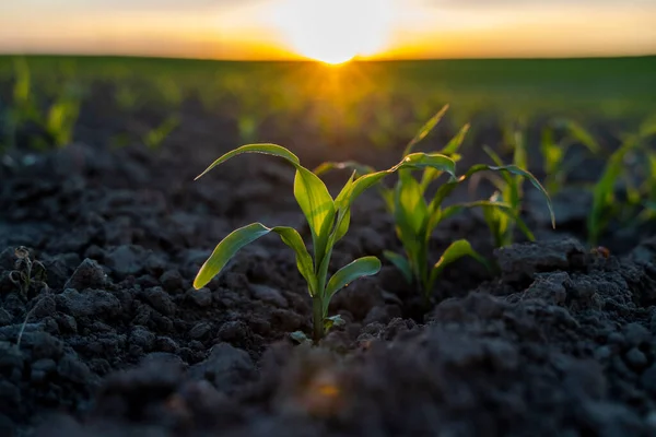 夕阳西下,在有机质的土壤上发芽出绿色的玉米.种植植物。农业. — 图库照片