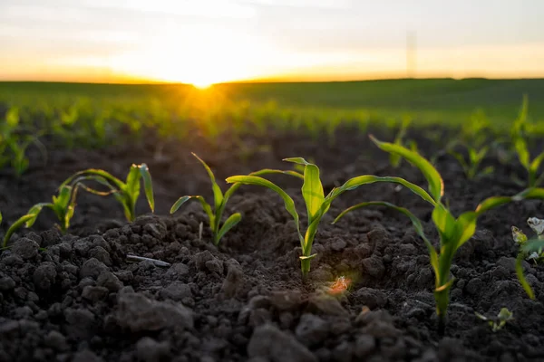 夕阳西下,一排排玉米幼苗停在农田里. — 图库照片