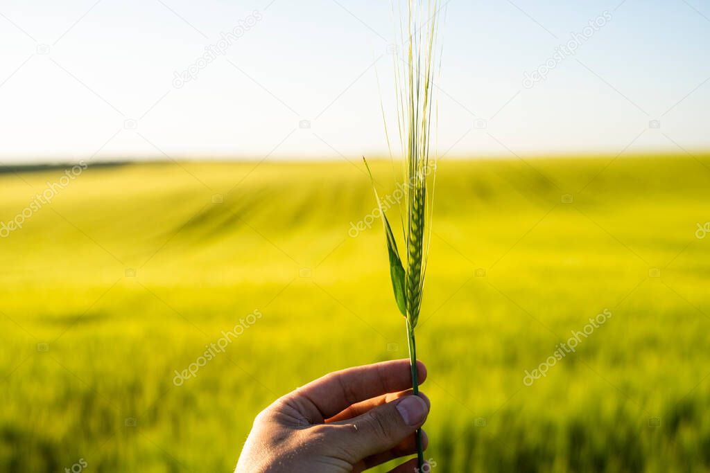 Farmers hand holding a green ears of barley. Agriculture. The concept of agriculture, healthy eating, organic food.