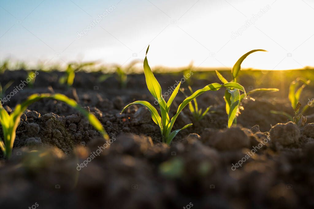 Young green corn growing on the fertile soil on agricultural field. Young corn plants. Agriculture.