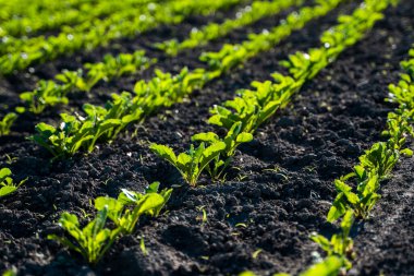 Şeker pancarı baharda çiftçi tarlasında yetişir. Bitkiler yetiştiriliyor..