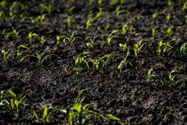 Rzędy kiełków kukurydzy zaczynają rosnąć w czarnej żyznej glebie na polu rolniczym. Młode sadzonki kukurydzy rosnące w glebie. Koncepcje rolnictwa. — Zdjęcie stockowe