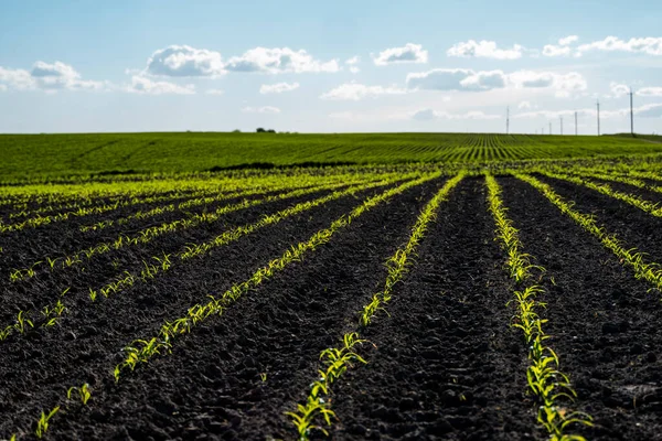 Панорамний вид на ряди молодих кукурудзяних рослин на вологому полі навесні. Сільськогосподарський сільський пейзаж . — стокове фото