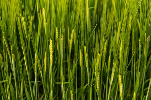 Ett rikt skördekoncept. Jordbruk. Närbild av saftiga färska öron av ung grön korn på naturen på sommarfältet med en blå himmel. Bakgrund till mognad öron korn fält. — Stockfoto