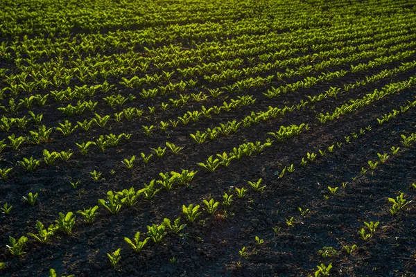 Прямі ряди цукрових буряків, що ростуть у грунті в перспективі на сільськогосподарському полі. Вирощування цукрових буряків. Молоді пагони цукрового буряку, освітлені сонцем. Сільське господарство, органічне . — стокове фото