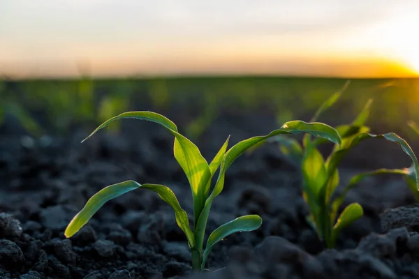 夕阳西下,在有机质的土壤上发芽出绿色的玉米.种植植物。农业. — 图库照片