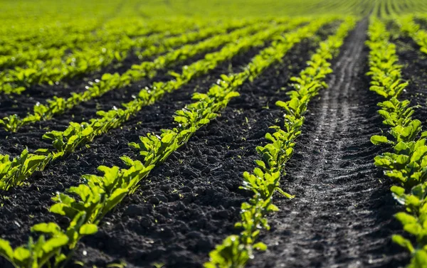 La remolacha azucarera crece en el campo de agricultores en la primavera. Agricultura. —  Fotos de Stock
