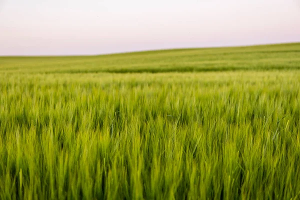 Paisaje de jóvenes frescos sin madurar jugosas espiguillas de cebada. Proceso agrícola. Agricultura. —  Fotos de Stock