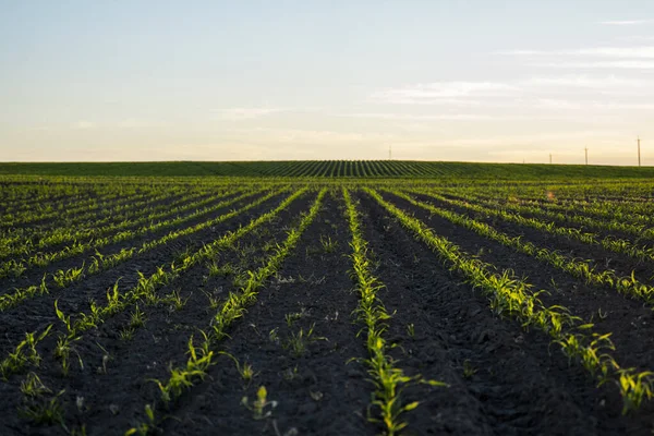 Ряди молодих кукурудзяних рослин випадають на сільськогосподарському полі. Розсада кукурудзи в сільськогосподарській фермі. Зелене кукурудзяне поле на сонячному світлі. Вибіркова картина фокусування органічної кукурудзи на сільськогосподарському полі . — стокове фото