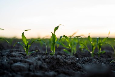 Eğri sıralarda taze yeşil mısır bitkileri. Tarım alanında mısır yetişiyor. Kara toprak