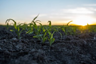Tarım konsepti. Bereketli arazide büyüyen genç yeşil mısır. Genç mısır bitkileri