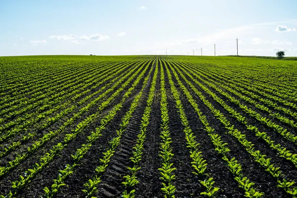 Rzędy Kiełków Kukurydzy Zaczynają Rosnąć Młode Sadzonki Kukurydzy Rosnące Glebie — Zdjęcie stockowe
