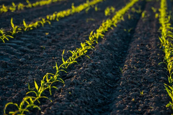 Frescas Plantas Jovens Milho Verde Fileiras Curvas Milho Está Crescendo — Fotografia de Stock