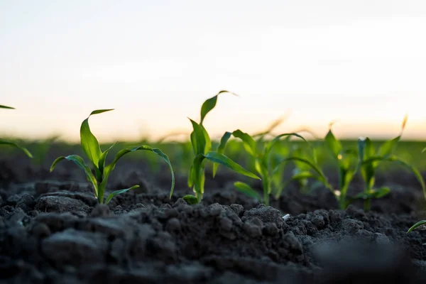 Świeże Zielone Rośliny Kukurydzy Zakrzywionych Rzędach Kukurydza Rośnie Polu Uprawnym — Zdjęcie stockowe