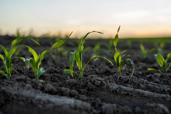 农业概念 肥沃的土地上生长着嫩绿的玉米 玉米幼苗 — 图库照片