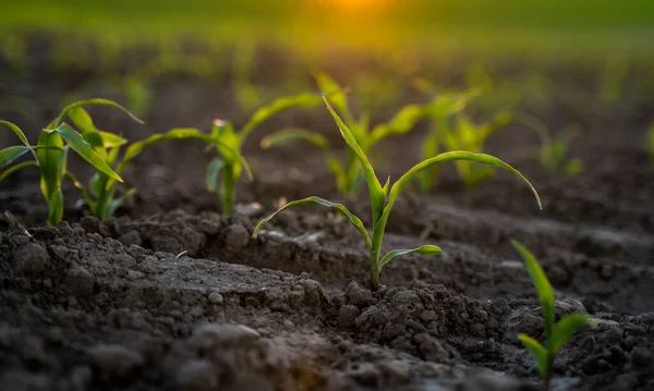 农业概念 肥沃的土地上生长着嫩绿的玉米 玉米幼苗 — 图库照片