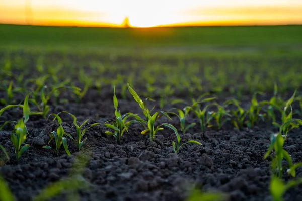 Rangées Jeunes Plants Maïs Sur Champ Fertile Avec Sol Sombre — Photo