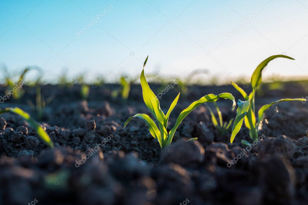 Fresh young green maize plants in curved rows. Corn is growing on a agricultural field. Black soil
