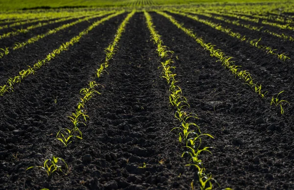 Концепція Сільського Господарства Ряди Молодих Зелених Кукурудзяних Рослин Ростуть Величезному — стокове фото