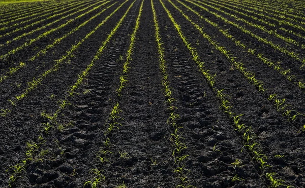 Green Parallel Lines Young Corn Field Maize Plants Just Started —  Fotos de Stock