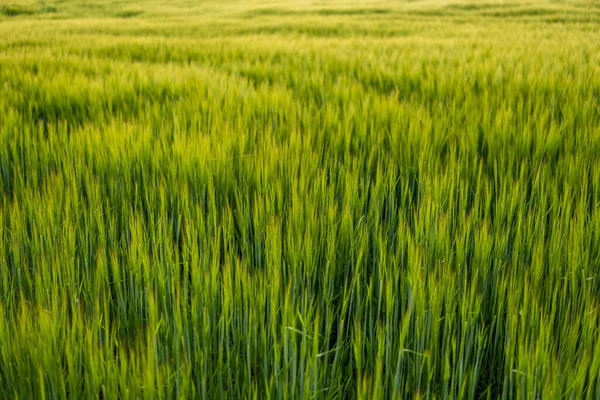 Green barley field in spring. Barley field against the blue sky