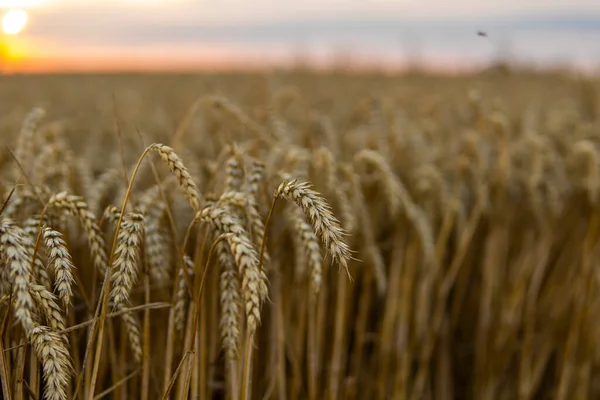 Ears Golden Wheat Close Agricultural Field Rural Scenery Shining Sunlight — Stockfoto