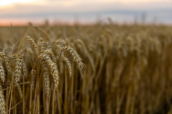 Close Ripe Wheat Ears Ripening Ears Golden Field Agriculture Scene — Stockfoto