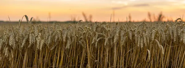 Golden Wheat Field Ukraine Ears Ripe Yellow Wheat Bright Sunset — Stockfoto