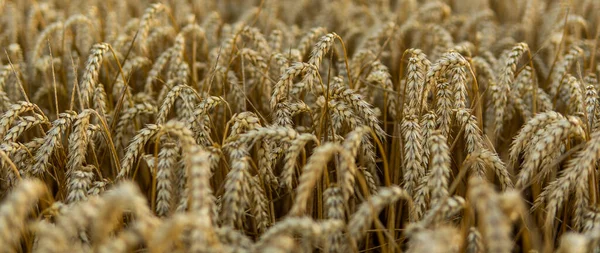 Ripening Ears Gold Wheat Sunset Field Rich Harvest Concept Wheat — Zdjęcie stockowe