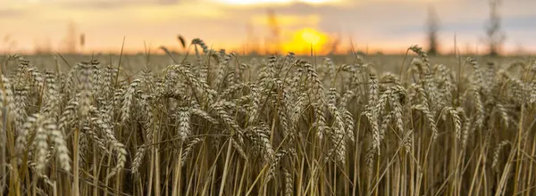 Golden Wheat Field Setting Sun Organic Golden Ripe Ears Wheat — Zdjęcie stockowe