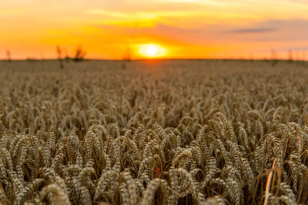 Scenic View Beautiful Summer Sunset Wheaten Field Golden Wheat Cloudy — Stockfoto