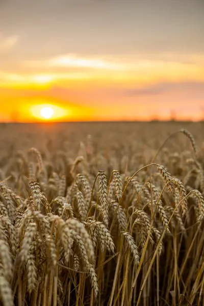 Majestic Sunset Wheat Field Wheat Ears Sunshine Sunset Wonderful Rural — Stockfoto