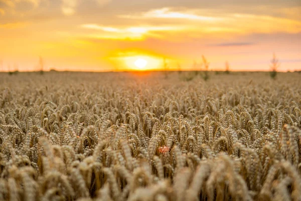 Scene Sunset Agricultural Field Golden Ears Wheat Summer Cloudy Sunset — Stockfoto