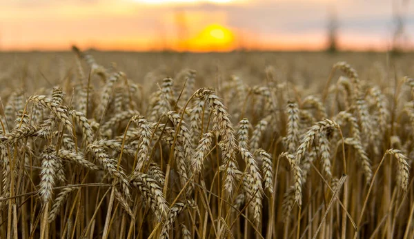 Agricultural Field Sunset Golden Ears Wheat Field Agriculture Harvest — Stockfoto