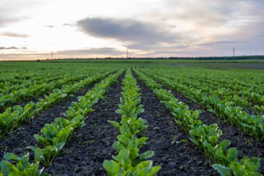 Landscape of oung green sugar beet leaves in the agricultural beet field in the evening sunset. Agriculture