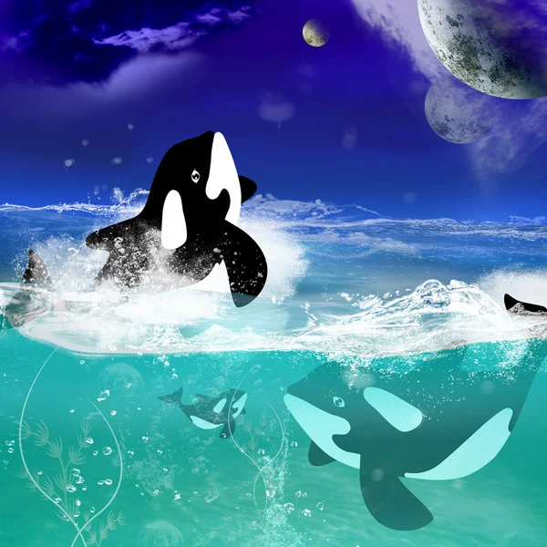 Schöne Orcas — Stockfoto