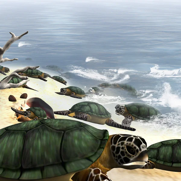 Tartarugas marinhas — Fotografia de Stock