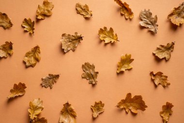 Kahverengi arka planda kuru meşe yapraklarından oluşan sonbahar deseni. Düz yatış, üst görünüm.